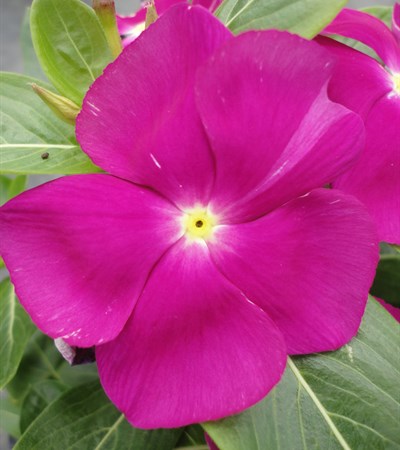 Vinca Cora® Violet